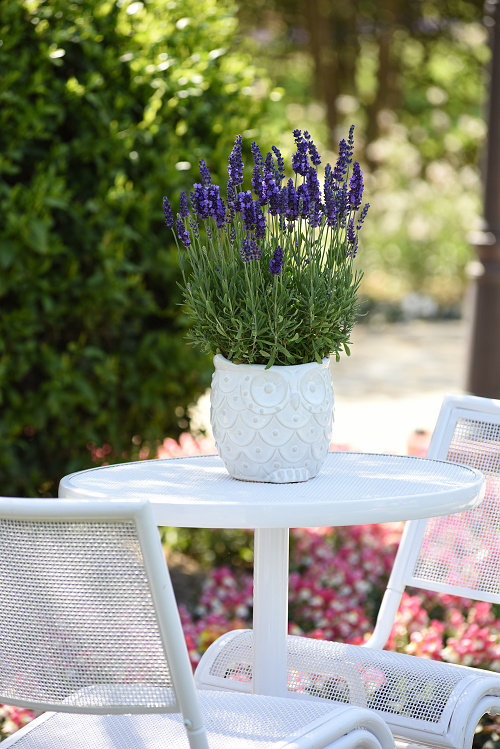 Lavendula angustifolia Blue Spear 10 semien